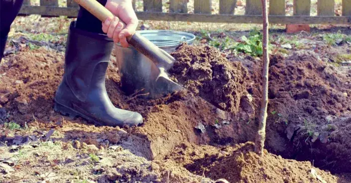 Výsadba ovocného stromku