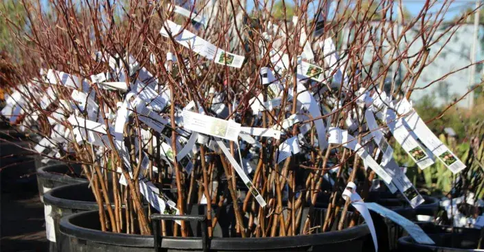 Prostokořenné výpěstky Prostokořenné výpěstky