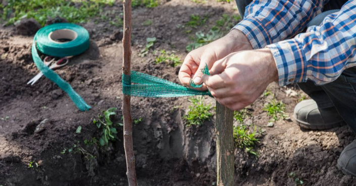 Uvázání stromku ke kůlu Uvázání stromku ke kůlu