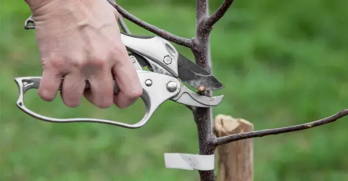 Řez zlomeného výhonu Řez zlomeného výhonu