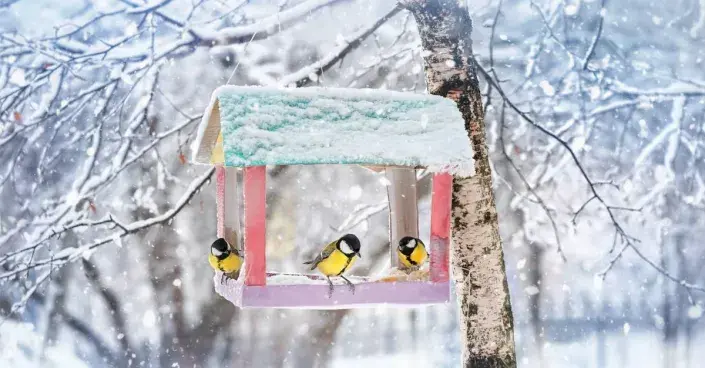 Sýkory koňadry v krmítku Sýkory koňadry v krmítku