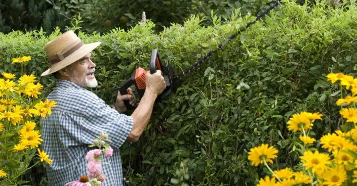 Řez tvarovaného živého plotu