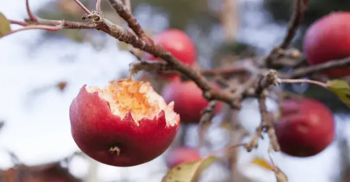 Jablka na stromě Jablka na stromě