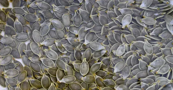 Semena tykve olejné Semena tykve olejné