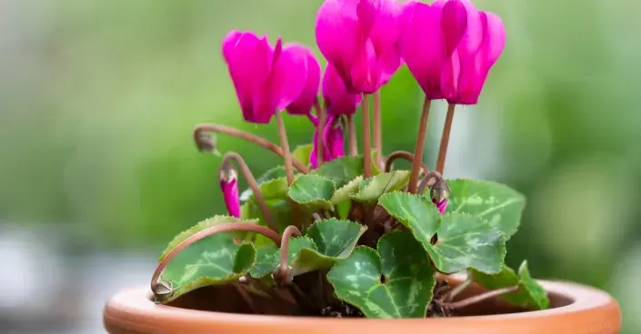 Brambořík perský Brambořík perský