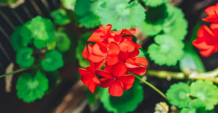 Květy muškátu Květy muškátu