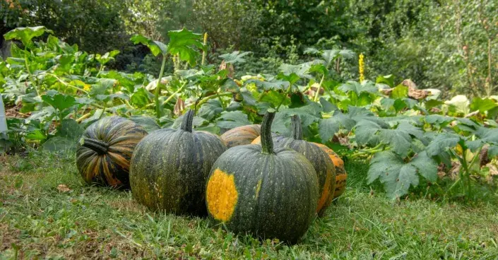 Tykev olejná Tykev olejná