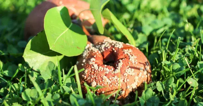 Moniliová hniloba plodů Moniliová hniloba plodů