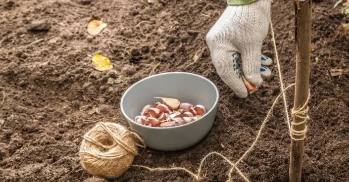 Sázení česneku Sázení česneku