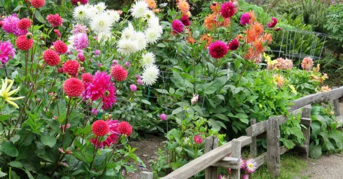 Jiřiny v květu Jiřiny v květu