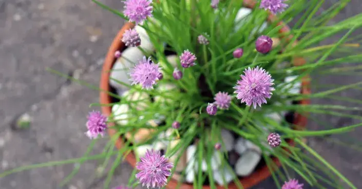 Pažitka v květináči Pažitka v květináči