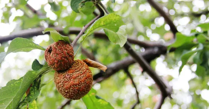 Plody napadené moniliózou Plody napadené moniliózou
