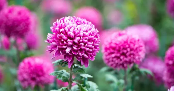 Květ chryzantémy Květ chryzantémy