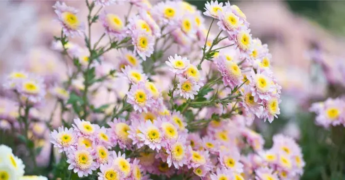 Kvetoucí listopadka Kvetoucí listopadka