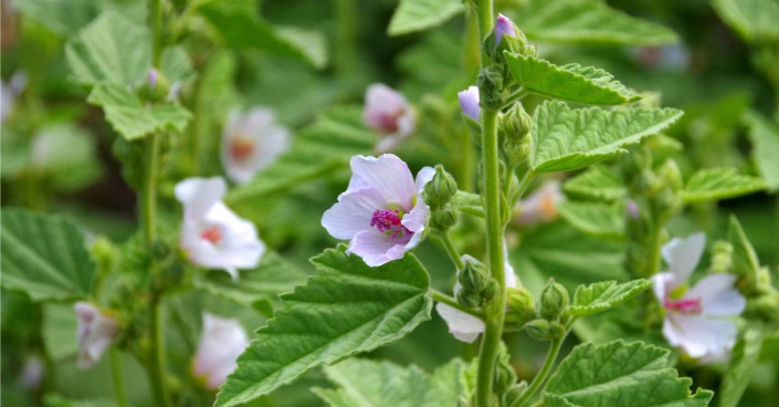 Proskurník lékařský (Althaea officinalis)