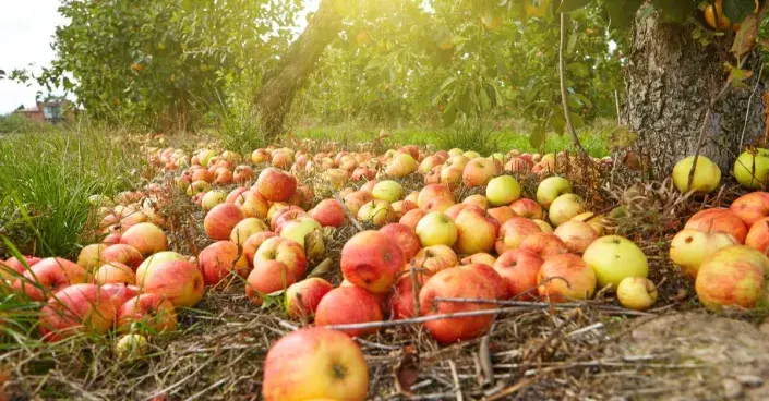 Jablka pod stromem Jablka pod stromem