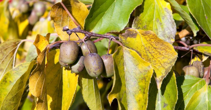 Minikiwi odrůdy 'Weiki'