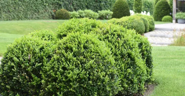 Tvatovaný zimostráz Tvatovaný zimostráz