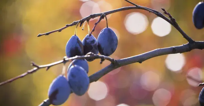 Švestky na větvi Švestky na větvi
