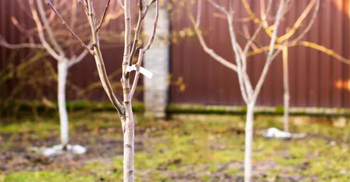 Výsadba ovocných stromků Výsadba ovocných stromků