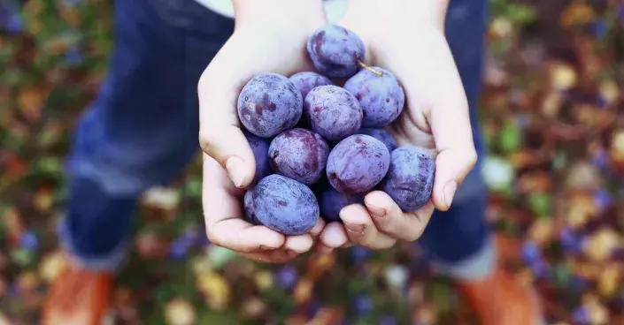 Plody švestek Plody švestek