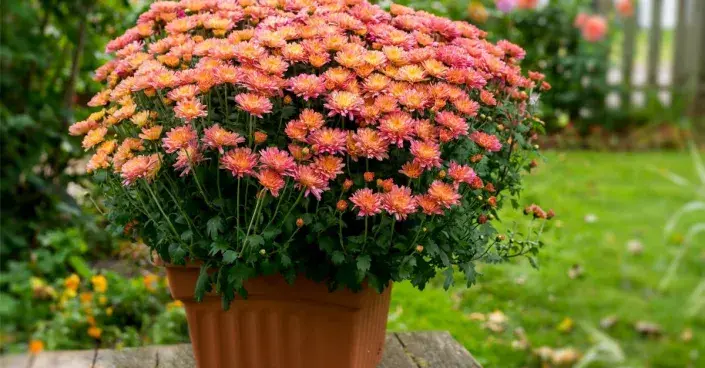 Listopadka v květináči Listopadka v květináči