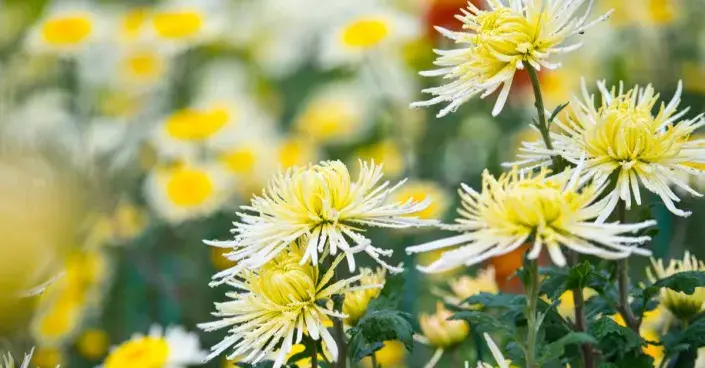 Jehlicovité květy chryzantém Jehlicovité květy chryzantém