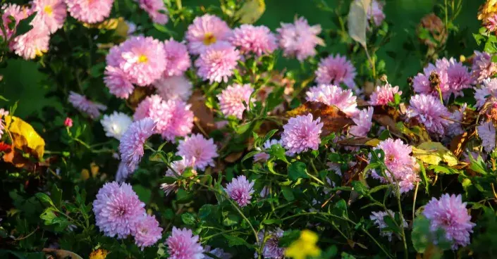 Chryzantémy na záhonu Chryzantémy na záhonu