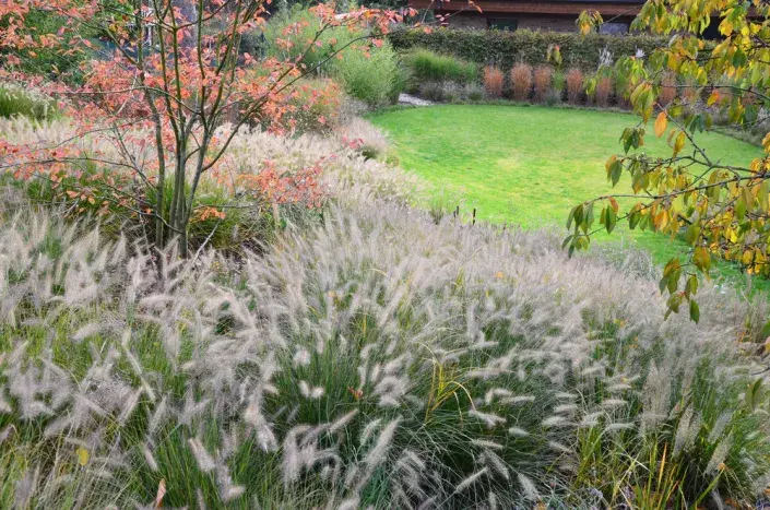 Okrasné traviny Okrasné traviny