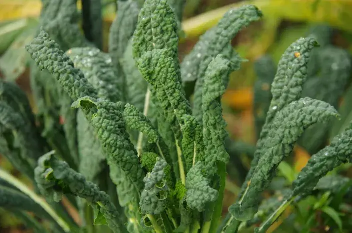 Listy kadeřávku Listy kadeřávku