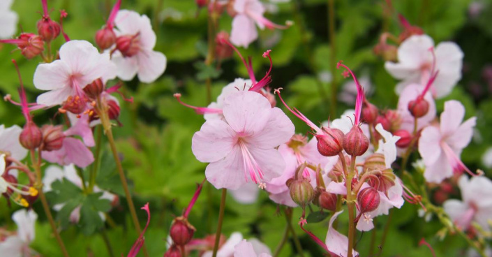 Kakost cambridgeský (Geranium x cantabrigiense)