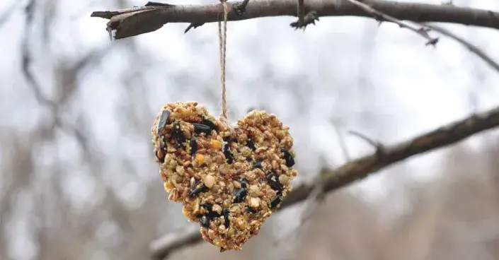 Lojový příkrm pro ptáky Lojový příkrm pro ptáky