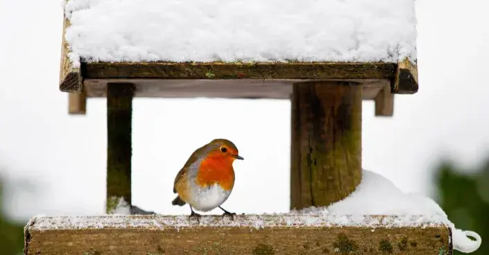 Červenka v zasněženém krmítku Červenka v zasněženém krmítku