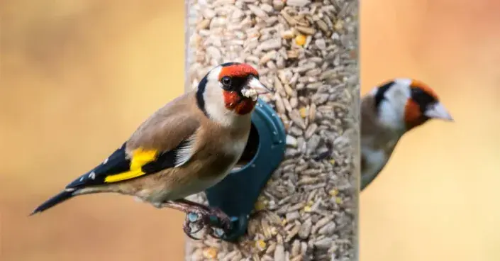 Stehlík na násypném krmítku Stehlík na násypném krmítku