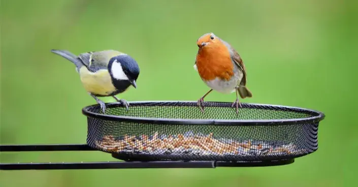 Sýkora a červenka na krmítku Sýkora a červenka na krmítku