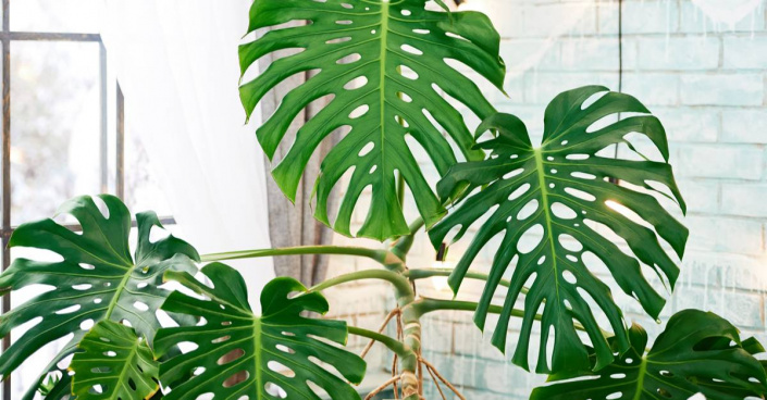 Monstera