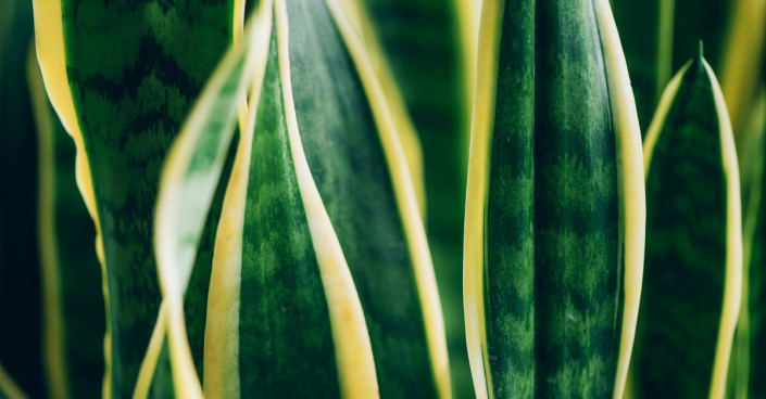 Tchýnin jazyk (Sansevieria) Tchýnin jazyk (Sansevieria)