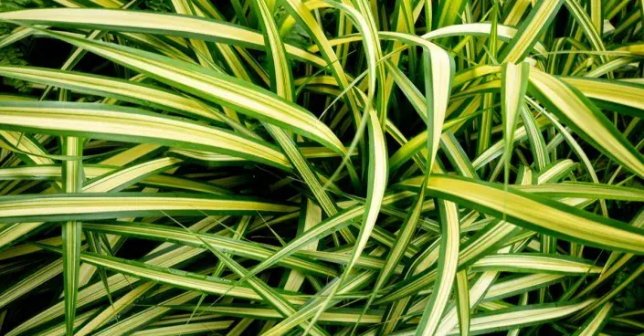 Zelenec (Chlorophytum comosum) Zelenec (Chlorophytum comosum)