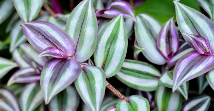 Voděnka (Tradescantia)