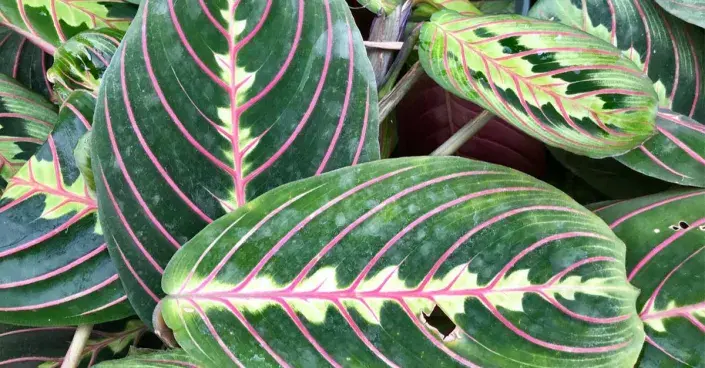 Maranta Maranta