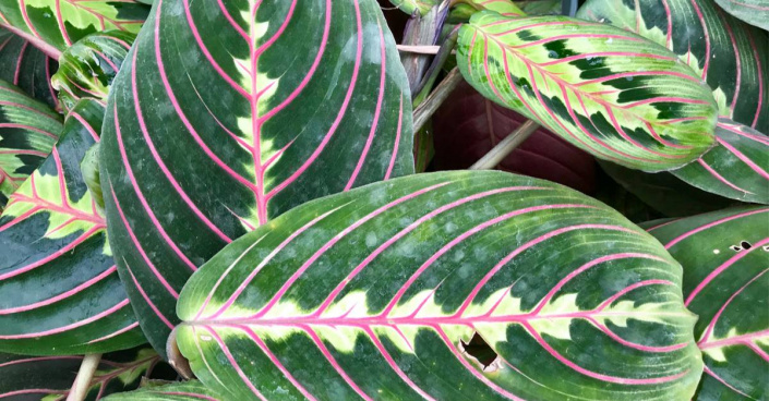 Maranta