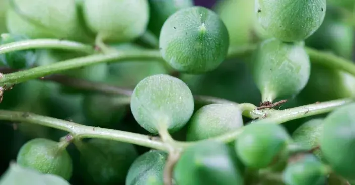 Starček převislý Starček převislý