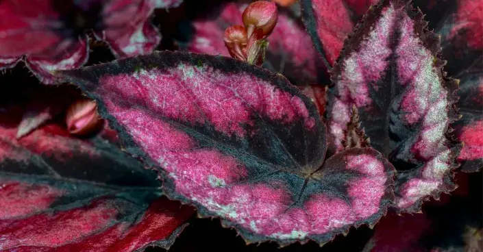 Begónie královská Begónie královská