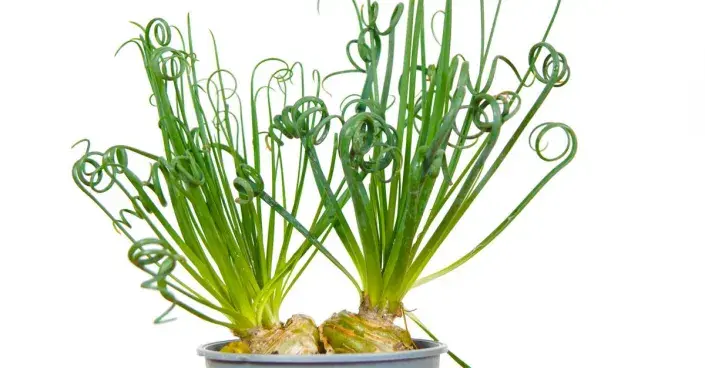 Kapská hvězda Kapská hvězda