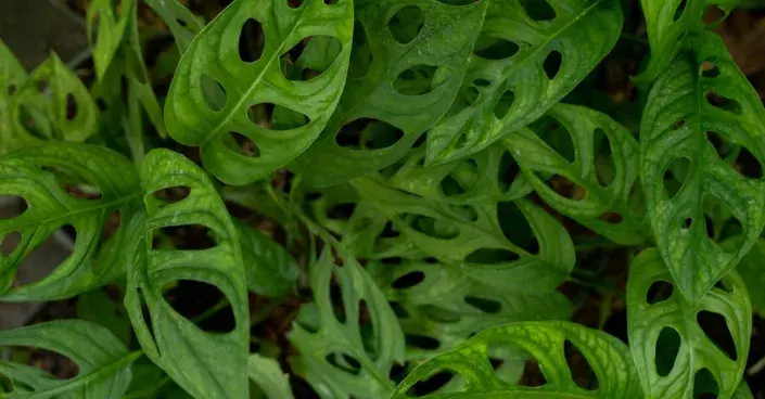 Monstera adansonii Monstera adansonii