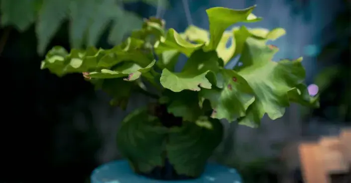 Parožnatka Parožnatka