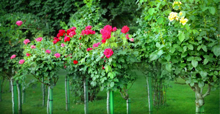 Stromkové růže