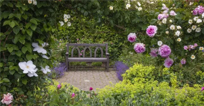 Průhled růžemi na lavičku