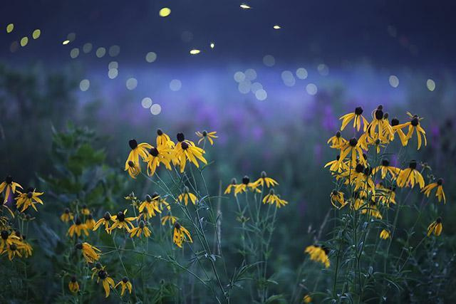 Světlušky a rudbekie Světlušky a rudbekie