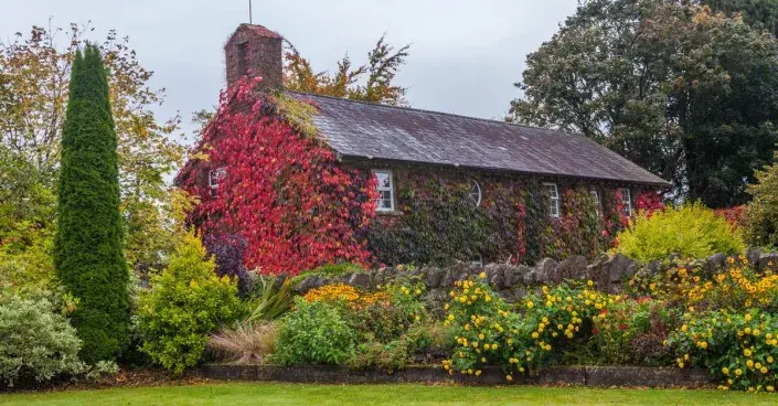 Atraktivní výsadba u domu Atraktivní výsadba u domu